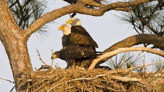  Glory & Rebel: Live Eagle Cam | Bald Eagle Siblings Grow & Fledge 2025