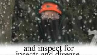 Wachtel Tree Science Winter Pruning Commercial