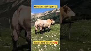 Buqa boqish sirlari 2024 | mol boqish sirlari 2024 #molbozor #viralvideo #trending #chorva #biznes