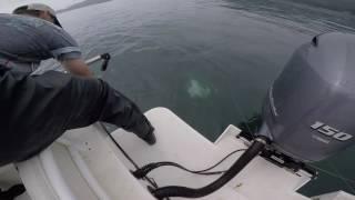 How to Almost Not Catch a 174lb Halibut