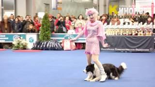 "Ordinary magic" dog dancing show