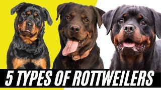 Rottweiler Types - 5 Types of Rottweilers