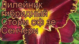 Лилейник гибридный Сторм оф зе Сенчери  обзор: как сажать, рассада лилейника Сторм оф зе Сенчери