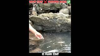 Mancing Sidat Spot Baru , Malah Dapat Predator Mahal #shorts