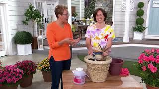 Cottage Farms Peachy Knock Out Rose Bareroot on QVC