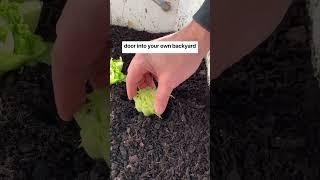 DIY Mini Greenhouse from an Old Window