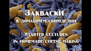 Что нужно знать о заквасках в домашнем сыроделии What you need to know about leaven in home made che