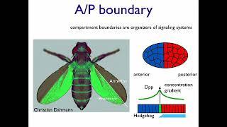 Biophysics of Tissues - 1