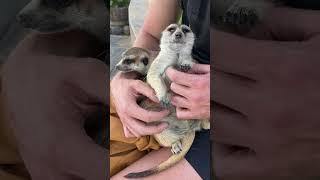 Meerkat Massage Parlour! 