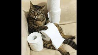  Busy! Close the door!  Funny videos with dogs, cats and kittens! 