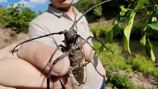 Meet the Orange Spotted Angry Longhorn Beetle by the Summer Stream