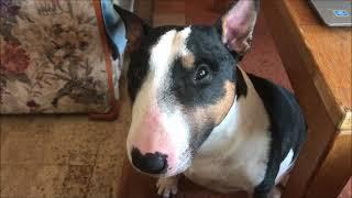 Bull terrier is a real gangster