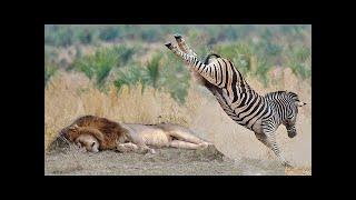 POWERFUL KICK OF ZEBRA TO LIONESS TO DEFEND ANOTHER ZEBRA