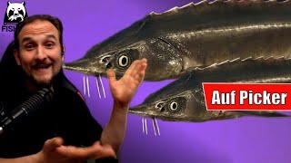 Russian Fishing 4 - Achtuba - Sterlet auf Picker