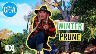Crucial Winter Fruit Tree Pruning | Gardening 101 | Gardening Australia