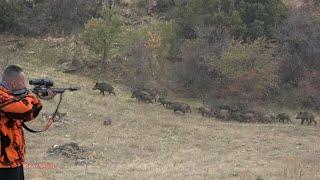 Adrenalin ve macera dolu Uşak domuz avı  / Wild boar hunting! #okaysahin #hugluovis #Sightmark