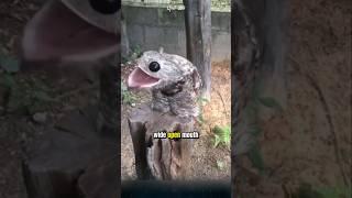Potoo, The Funniest Looking Bird in the World. #potoo #birds #animals
