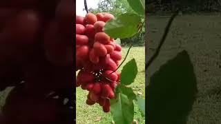 Allagat Fruit Ang Tawag sa Ilocano ang Prutas na Ito #shortsvideo #food #natureza