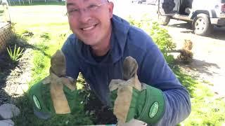 $0 bonsai - flowering yamadori and hardwood propagation for dogwood and Japanese maple