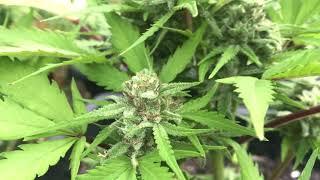 Auto Hindus Kush Errors Seeds