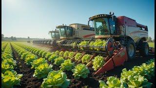 How Iceberg Lettuce is Harvested Modern Farming & Production Process Explained