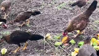 La importancia del veto caroteno en las gallinas. Por qué nadie habla de las gallinas. ??