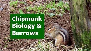 Discover Chipmunk Burrows