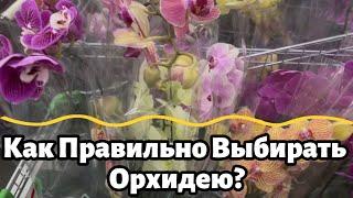 Как правильно выбирать орхидею при покупке ?