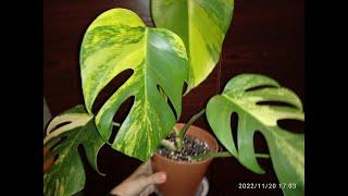 #монстера #monstera #monsteravariegata Монстера YELLOW SPLASH