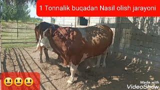 Buqadan nasil olish