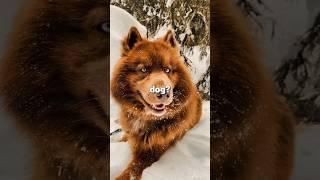 The Dog That Acts Like a Wolf - Alaskan Malamutes Deserve an Award! ️