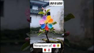 nature of flowers@DhireFhir bubu dudu#shorts #ytshorts #nature #shortvideo