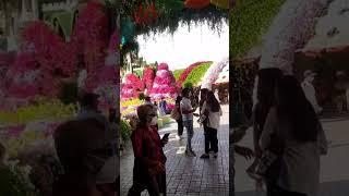 Miracle Garden Dubai