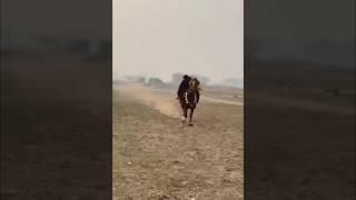 Nazabazi with Mubashar Tiwana#beautifulhorses #horse #pakistan#punjab #youtube#youtubeshorts