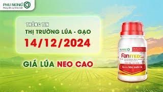 Giá lúa gạo hôm nay 14/12/2024 | Giá lúa neo cao | Phú Nông