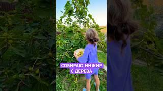 Собираю инжир с дерева в огороде у родителей #жизньвсочи #сочи #влог #vlog #блогерсочи #инжир