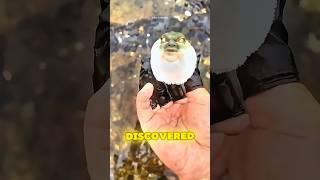 The Most Venomous Animal Ever Discovered!  #viralvideo #trending #shorts