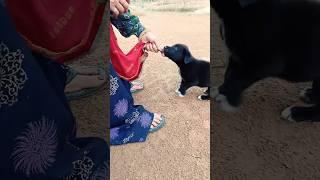 Cute Cute  #shorts #youtubeshorts #dog #funny #pets