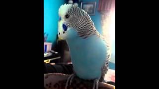 Budgie talking