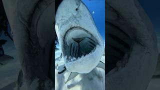 Up close with legends  diving with tiger sharks at Tiger Beach, where fear turns into fascination!
