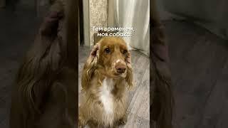 Спрей, который легко справляется с колтунамиWB:271212408 Груминг-спрей 19в1