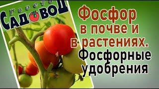 ФОСФОР В ПОЧВЕ И В РАСТЕНИЯХ. Фосфорные удобрения