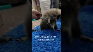 #ямыилюша #raccoon #помощьбездомнымживотным #анапа #reels #море #енотики #юмор #животные