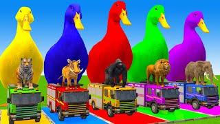 5 Giant Duck Cartoon,Cow,Elephant,Tiger,Lion,Dinosaur,Paint Wild Animals Crossing Fountain Animation