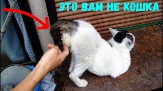 КОШКИ 2019 Смешные коты приколы с котами до слез – Смешные кошки 2019 – Funny Cats