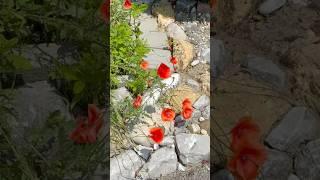 Beginning of June #suisse #garden #switzerland #flowers #village #travel #nature #poppy #lavender