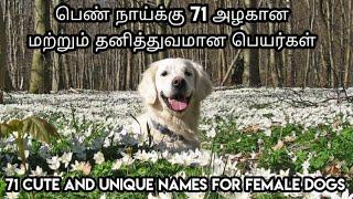 பெண் நாய்க்கு 71 தனித்துவமான பெயர்கள் | 71 unique names for female dogs | dog names | petcare videos