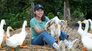 Harvesting, Selling, and Cooking Duck - Traditional Farm Recipes with Fresh Ingredients