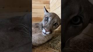 Baby Braige sends his regards to you)) #cat #bigcat #puma #braige #cougar #hello