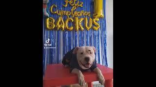 Backus, mi mascota favorita (mi primer año)